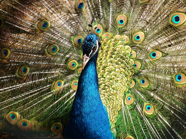peacock-377748_640